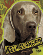 Weimaraners