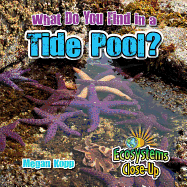 What Do You Find in a Tide Pool?