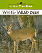 White-Tailed Deer
