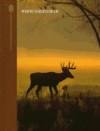 White Tailed Deer