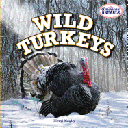 Wild Turkeys