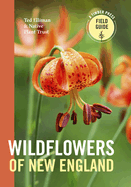 Wildflowers of New England