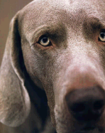 William Wegman Polaroids