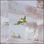 Windflowers