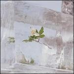 Windflowers