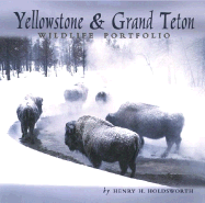 Yellowstone & Grand Teton Wildlife
